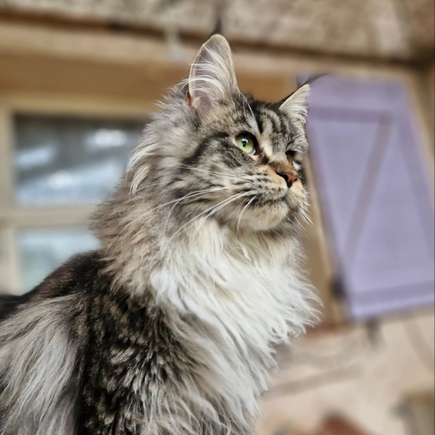 Toony du pré de la font