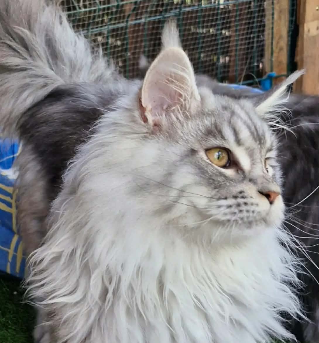 Maine coon mal gris porto